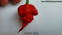 Reaper Naga - Pepper Seeds - White Hot Peppers